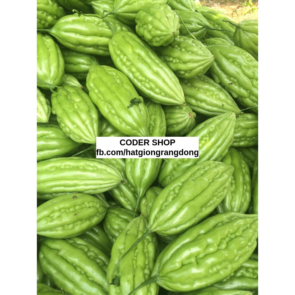 Hạt Giống Khổ Qua Trái Ngắn Rạng Đông 2Gram