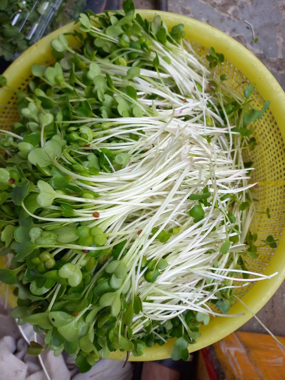 Hạt giống rau mầm củ cải trắng 1Kg (Hạt giống to, rau mầm lớn nhanh, ăn ngon)
