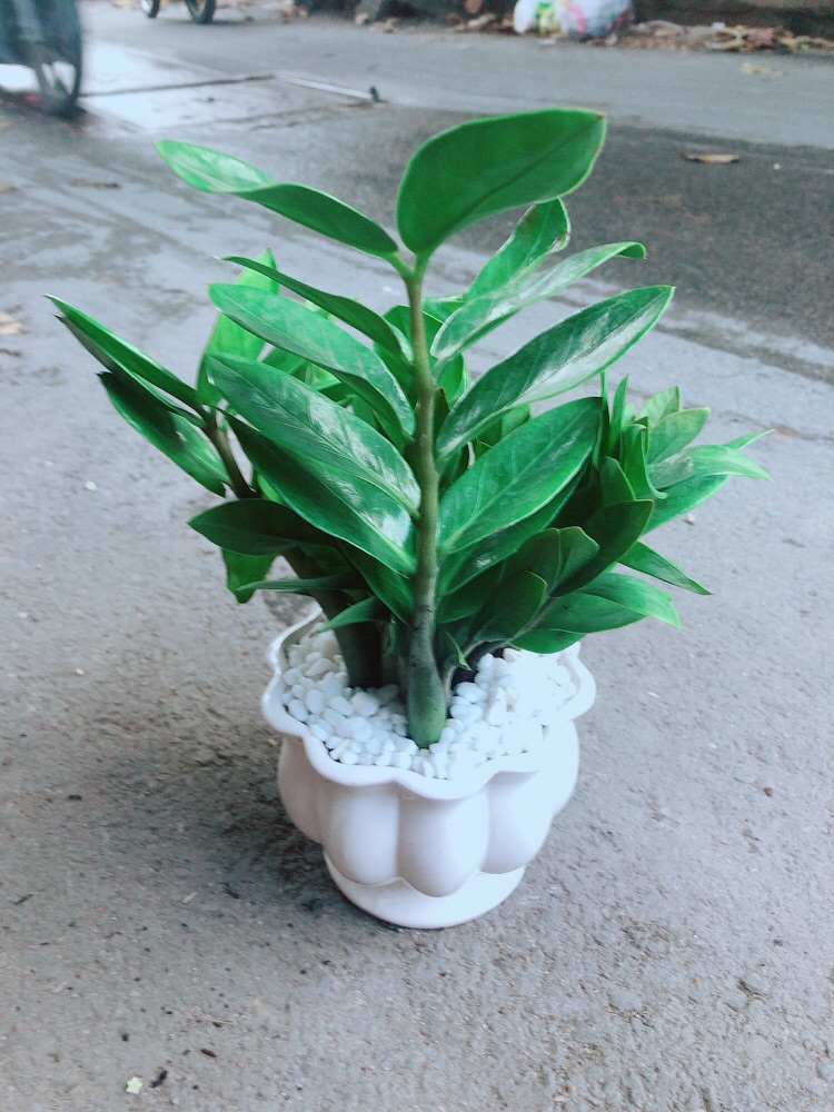 [HCM]Chậu Kim Tiền