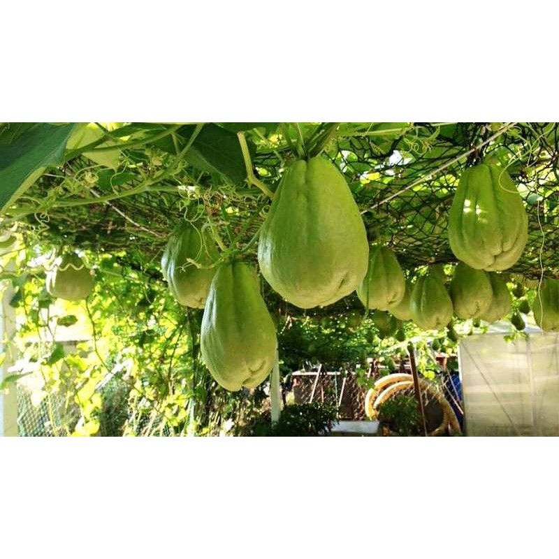 [ Cây Tuyển ] su su giống 2 quả