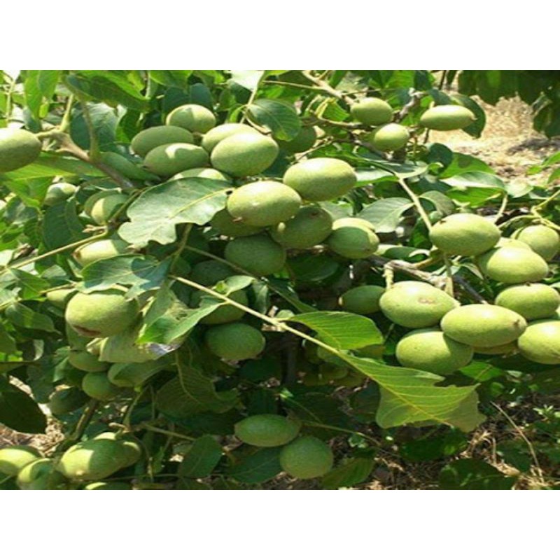 Cây óc chó f1 ( giống chuẩn)