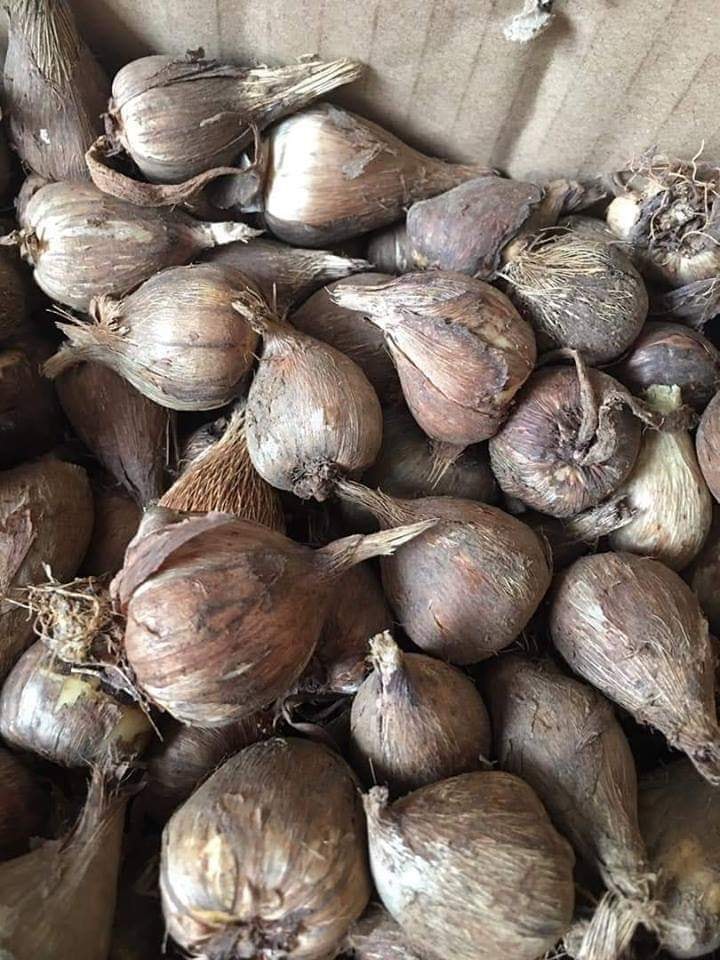 Củ giống hoa lan nam phi hoa màu tím - 1 củ