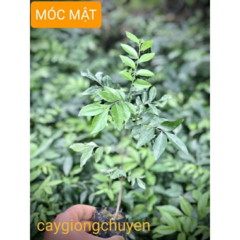 Cây giống móc mật
