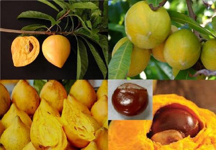 Cây Trứng Gà hay còn gọi là Lêkima
