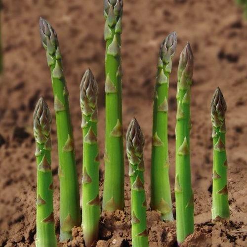 Bộ 2 Túi Hạt Giống Rau Măng Tây Xanh F1. Mỗi Túi 10 Hạt - Giàu Dinh Dưỡng - Giá Khuyến Mại - Kèm Quà Tặng