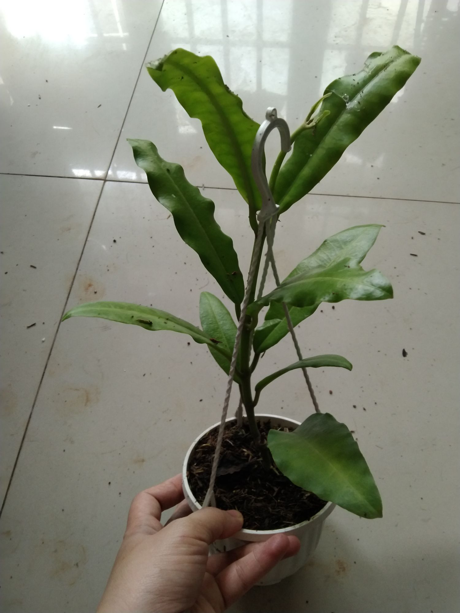 Cẩm củ khủng long đỏ