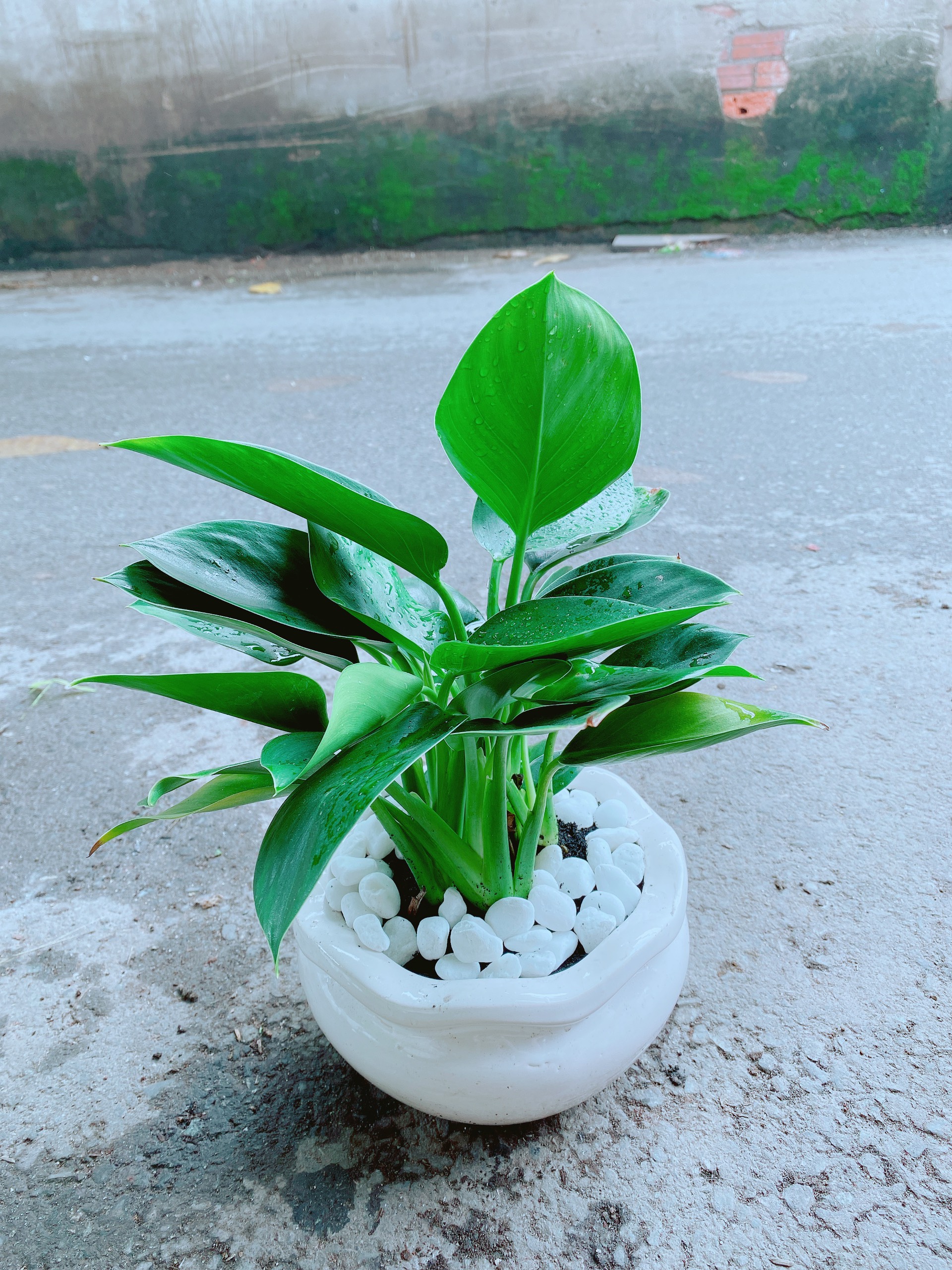Chậu Trầu Bà Đế Vương