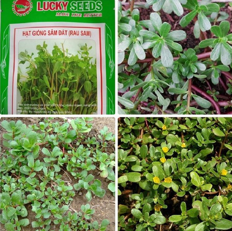 Sam Seeds - Ground Ginseng - 0.5 Gram Package