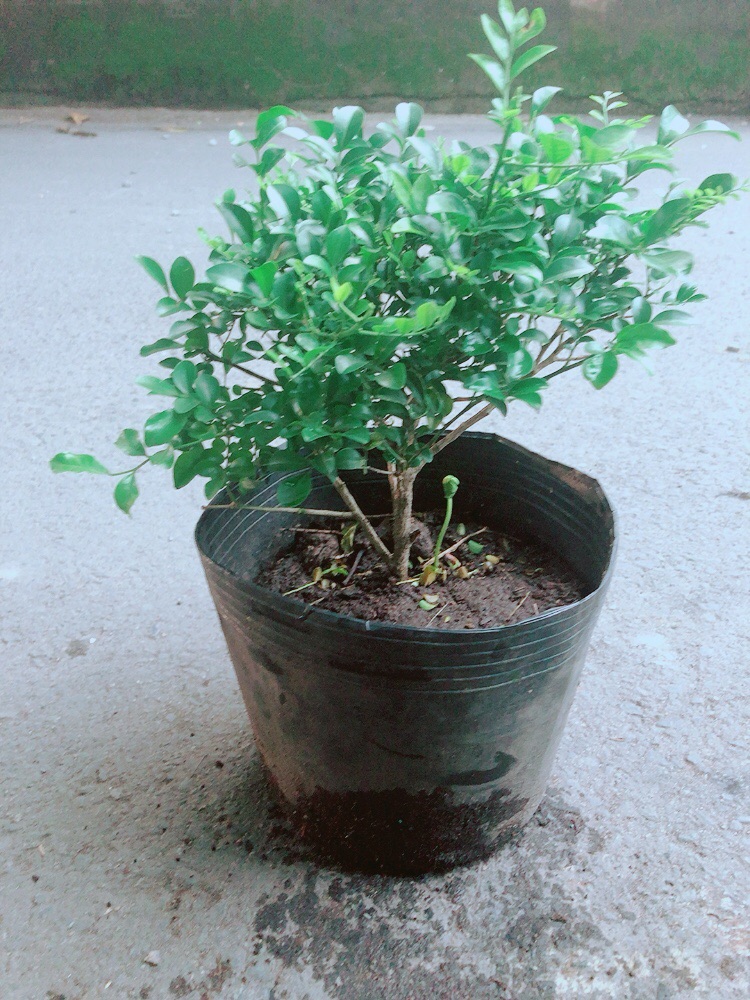 Cây Nguyệt Quế Lá Nhỏ
