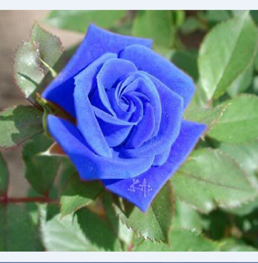 "Gói 20 Hạt " Hạt giống hoa hồng xanh mix màu