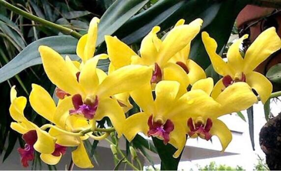 Denro nắng thơm sao vàng