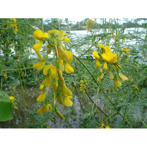 Hạt Giống Hoa Điên Điển (Sesbania sesban) 1Gram