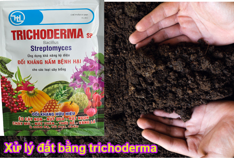 [FreeShip] Nấm Đối Kháng Trichoderma SP Bacillus - Streptomyces - 100Gr
