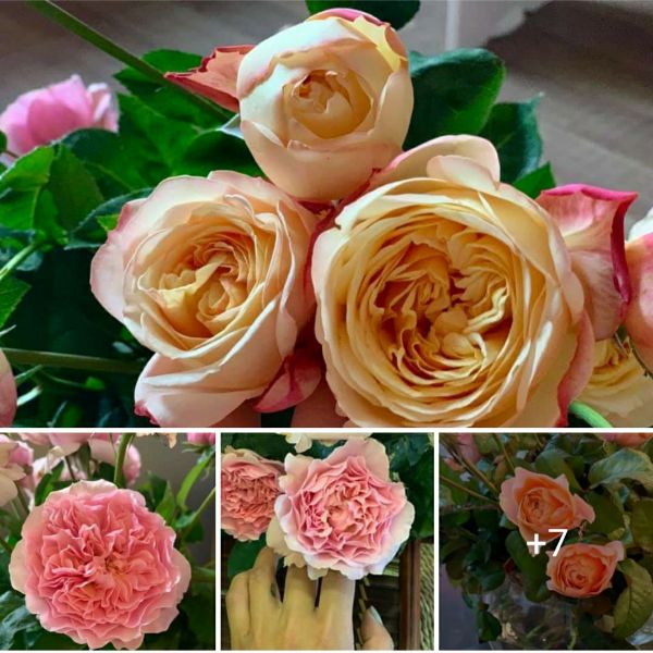 Combo 05 Gốc Hoa Hồng Ngoại Đủ Màu