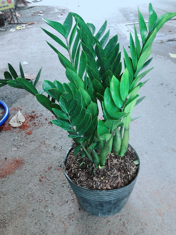 [HCM]Kim Tiền Lớn