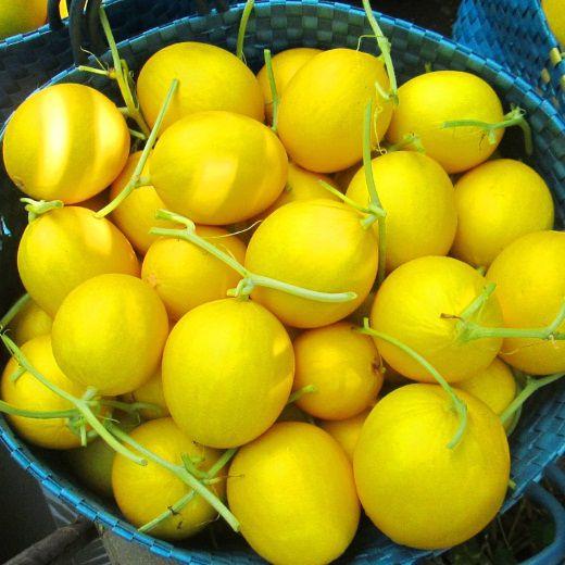 Gói 10 hạt giống dưa lê hồng kim