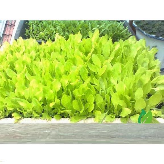 PHÂN BÓN MINRO NPK 30-9-9 (200G)