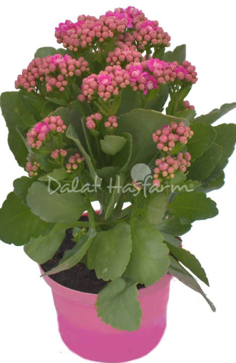 Dalat Hasfarm Chậu hoa Sống Đời