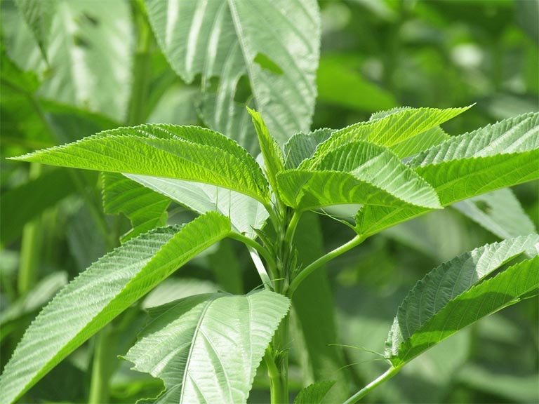 Hạt giống Rau đay đỏ/ trắng -gói 10g