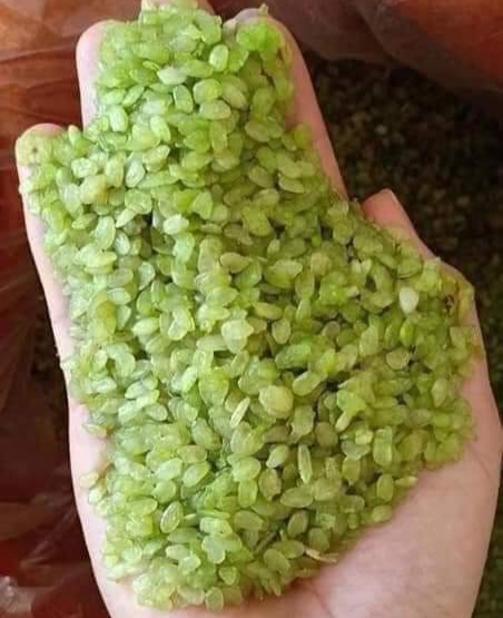 CỐM NẾP KHÔ ,CỐM NẾP NON DẺO THƠM, CỐM TỰ NHIÊN,CỐM TÚ LỆ 1KG