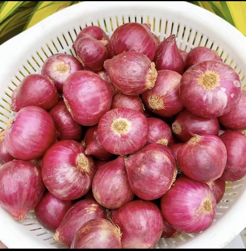 HÀNH ẤN ĐỘ LOẠI 1 , LỰA CHỌN KỸ, HÀNH KHÔ ĐẸP (hành tím khô, hành tím ấn độ, hành tím, tỏi tím, tỏi cô đơn, tỏi bắc, tỏi đen)