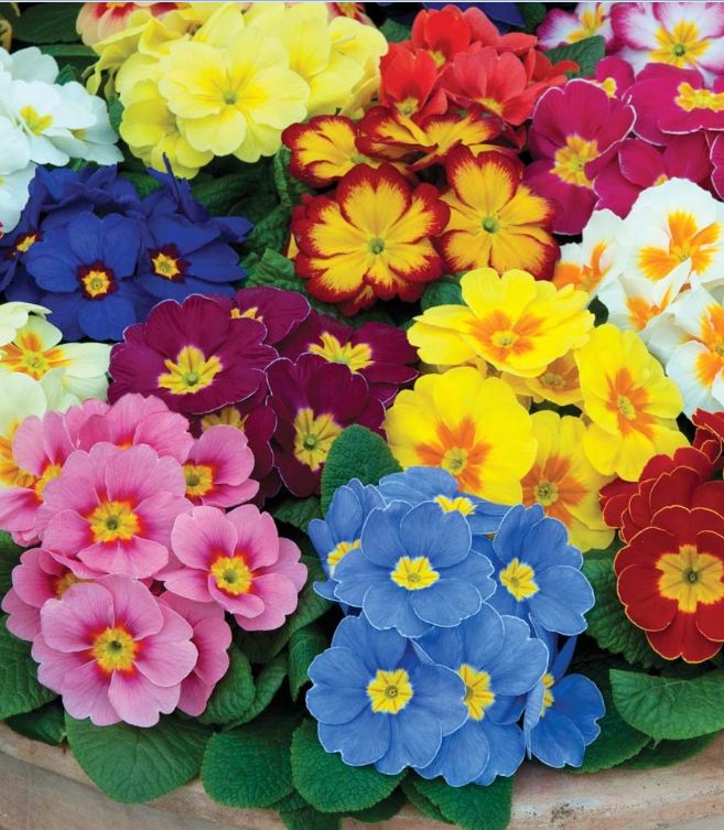Hạt giống Hoa Báo xuân Mix - Gói 50 hạt
