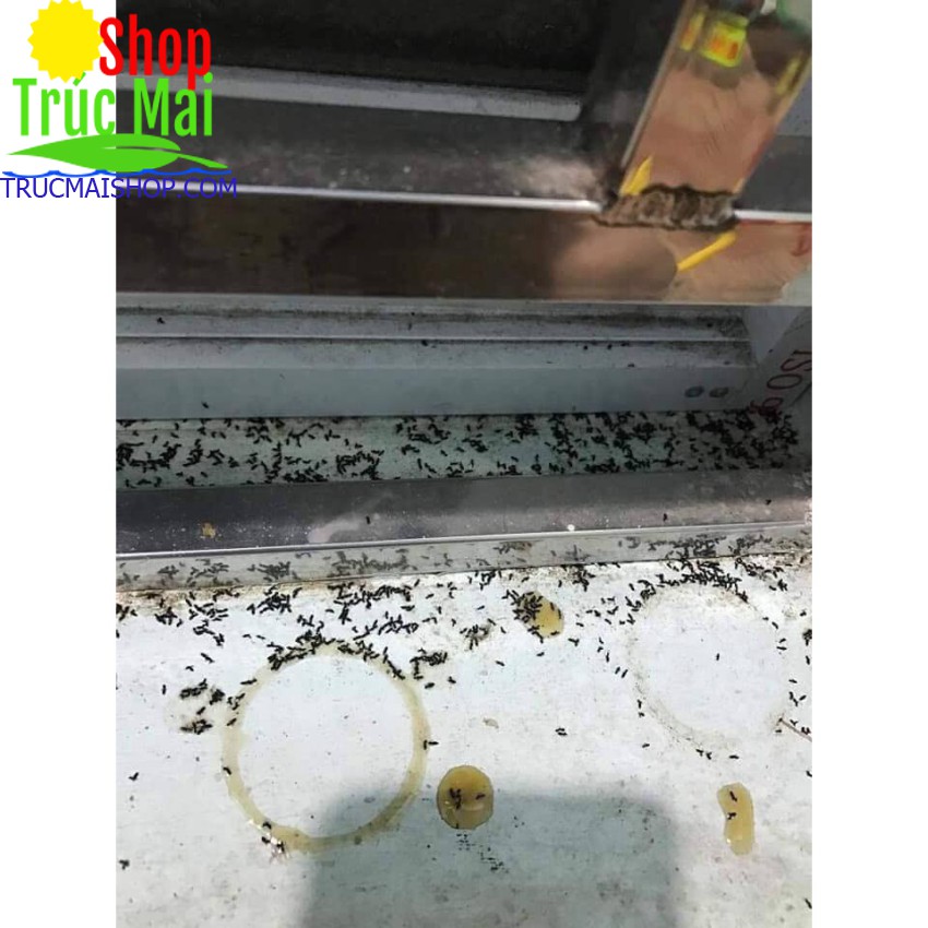 Thuốc diệt kiến dán tận gốc hiệu quả 100%