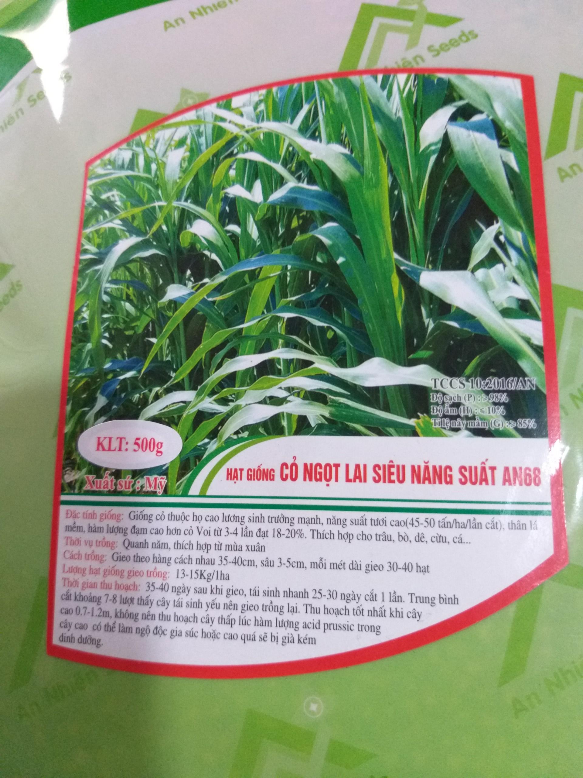 Hạt Cỏ Ngọt Lai Siêu Năng Xuất - gói 500g Tỉ Lệ Nảy Mầm =85% -  - Hạt Giống Cỏ Chăn Nuôi Trâu,Bò,dê,cừu,cá... đem lại năng xuất cao trong ngành chăn nuôi