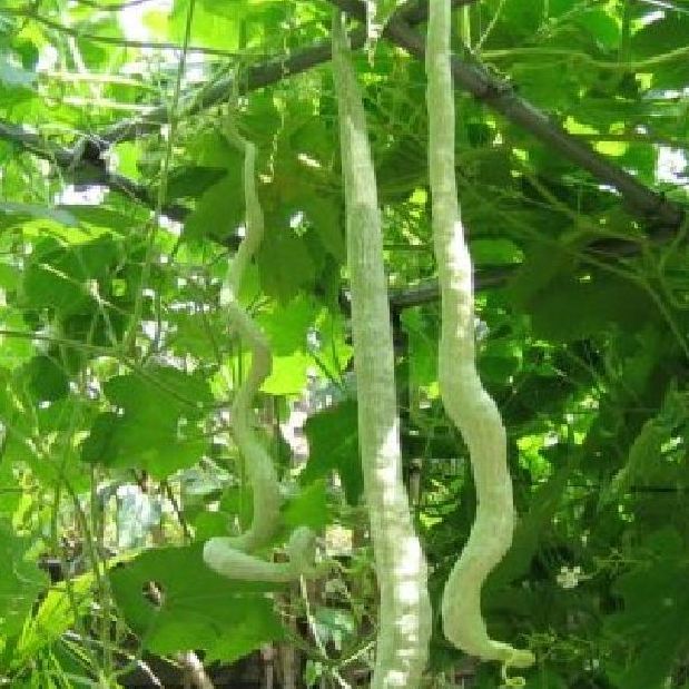 Hạt Giống Mướp Rắn siêu Dài -gói 5 hạt