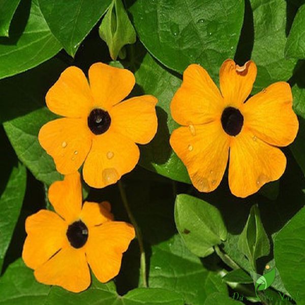 Hạt giống hoa cúc mắt huyền