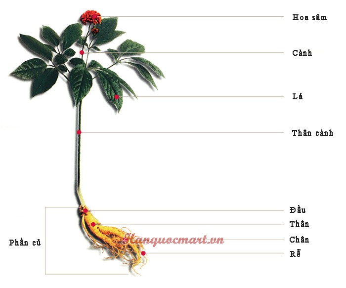 Gói 5 Hạt giống Nhân Sâm Hàn Quốc