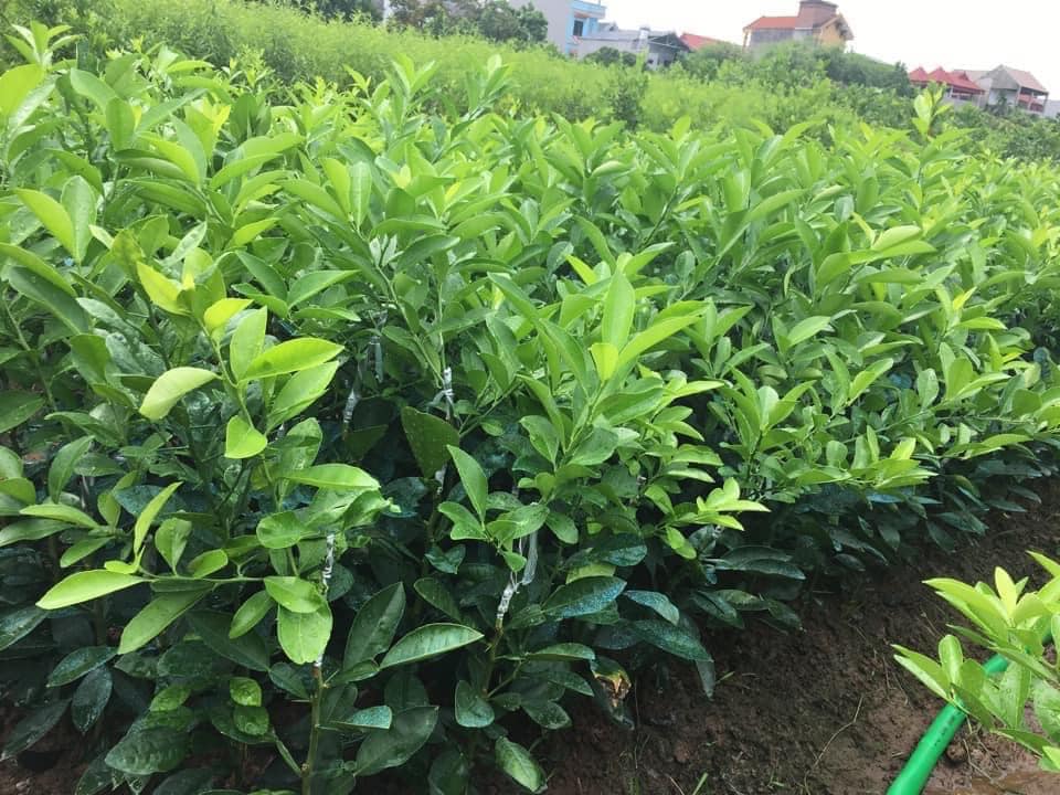CÂY GIỐNG CHANH TA. [ Chanh có hạt hoặc ít hạt ]