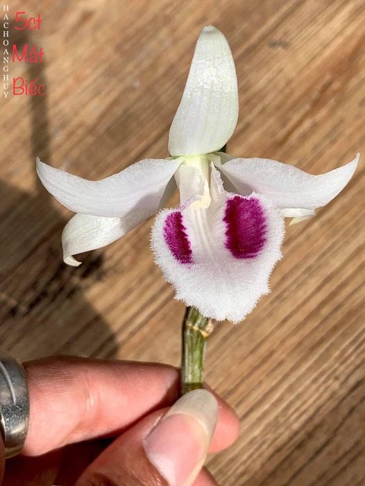 [Rẻ vô địch] Phi điệp 5ct mắt biếc hàng giống