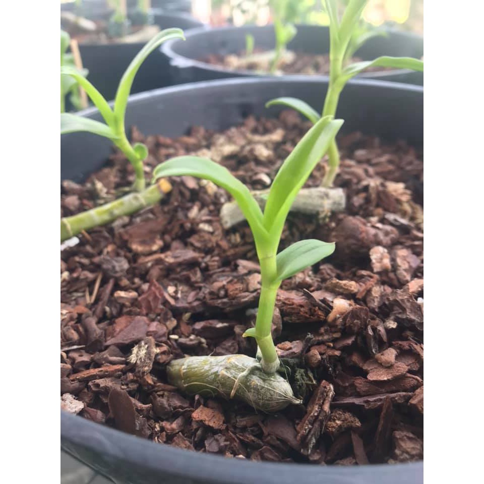 Phi Điệp 5Ct Phú Thọ 5Ct Rừng