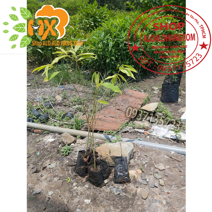 [HCM]combo 5 cây trầm hương ( cây giống )