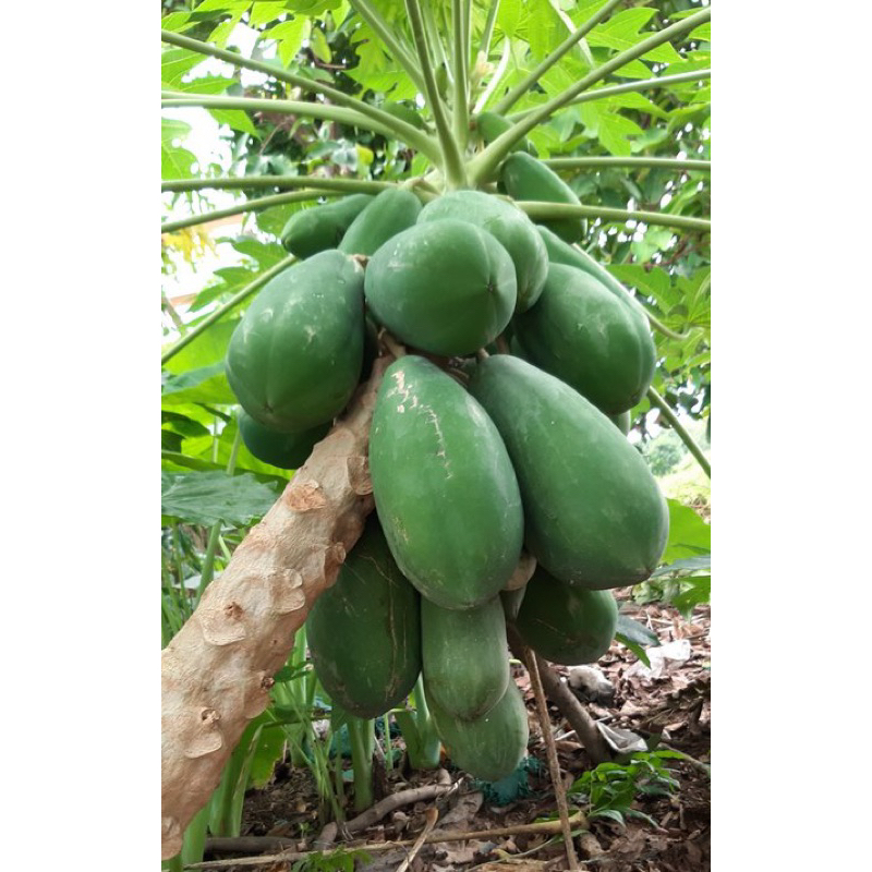 Cây giống đu đủ ruột đỏ