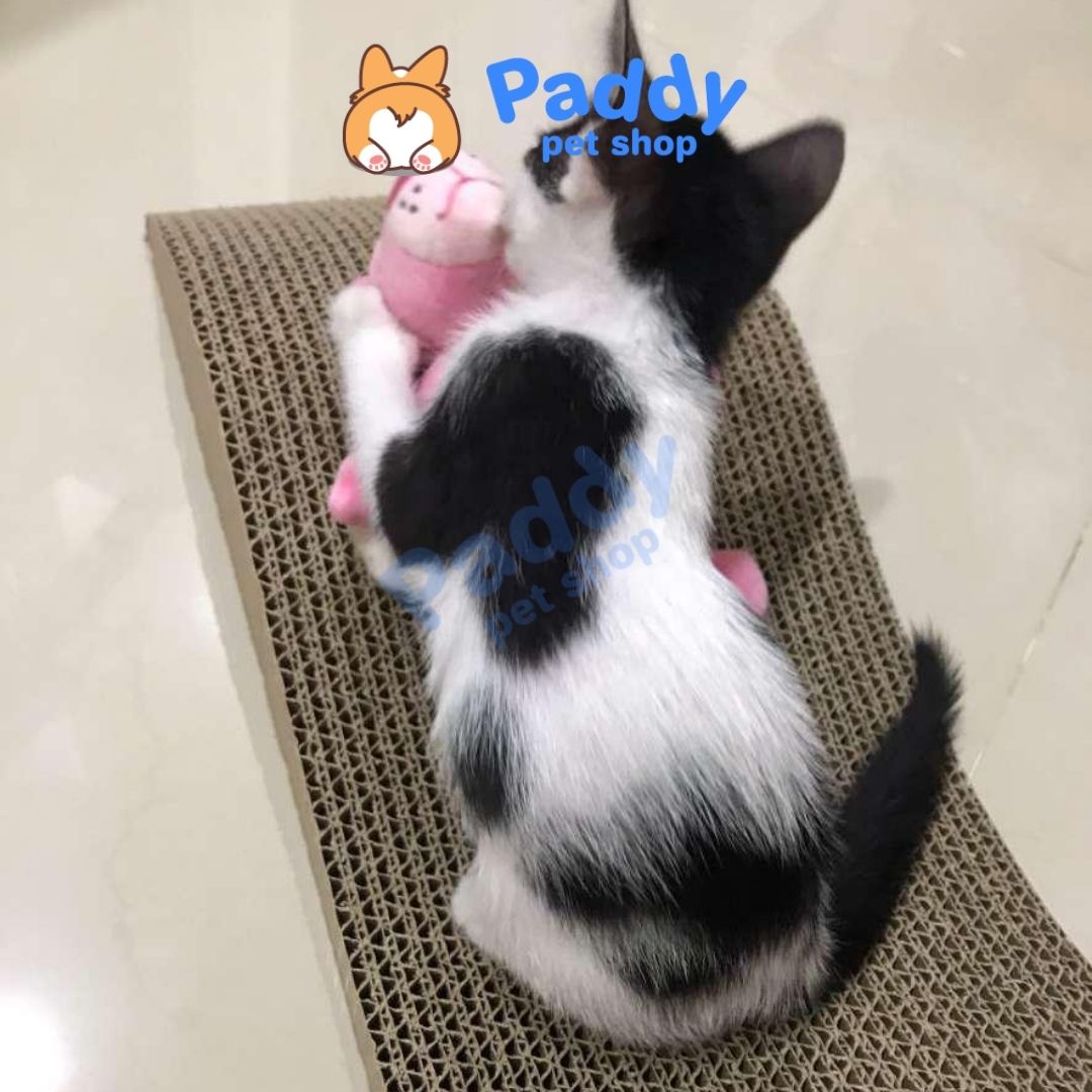 Bàn Cào Móng Mèo Giấy (Tặng Cỏ Mèo Catnip)