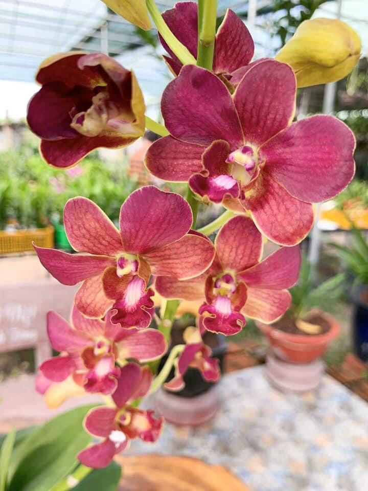 HOA LAN DENRO MAI ĐỎ