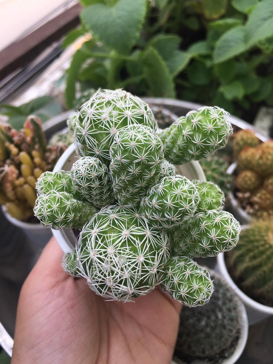 [HCM]Xương rồng trứng chim