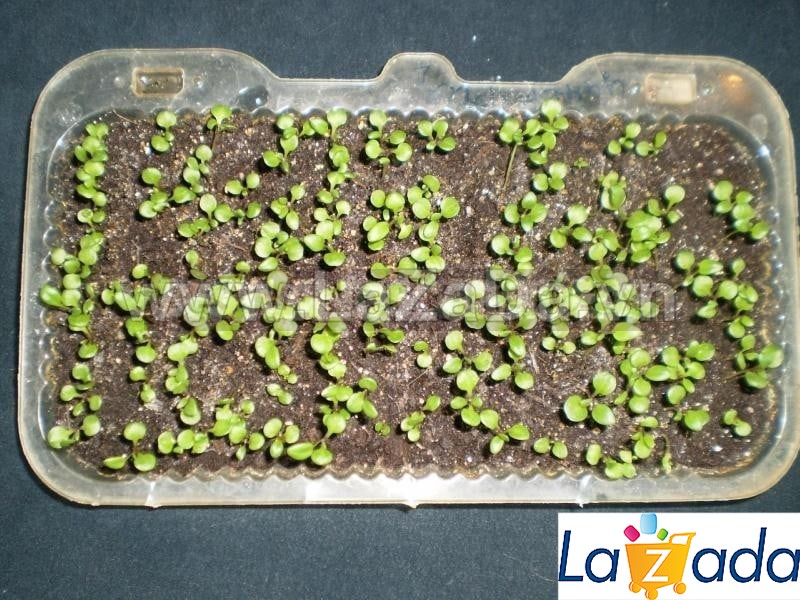25.HAT Hạt Giống Hoa Cúc Lá Nho Mix Màu (KD| -KD: B33*V72*M237)