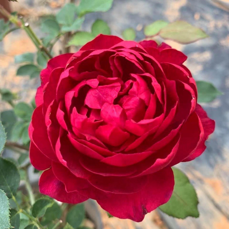 Hồng ngoại Autumn Rouge - bầu to cây lớn trưởng thành