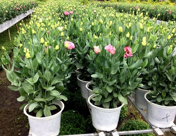 CÁT TƯỜNG--CHẬU ĐANG NỤ VÀ HOA SIÊU ĐẸP