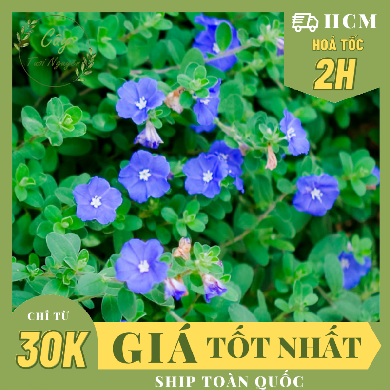 Cây hoa thanh tú ,, cây cảnh, dễ trồng giá rẻ, nở quanh năm, cây tươi nguyên ctn0300