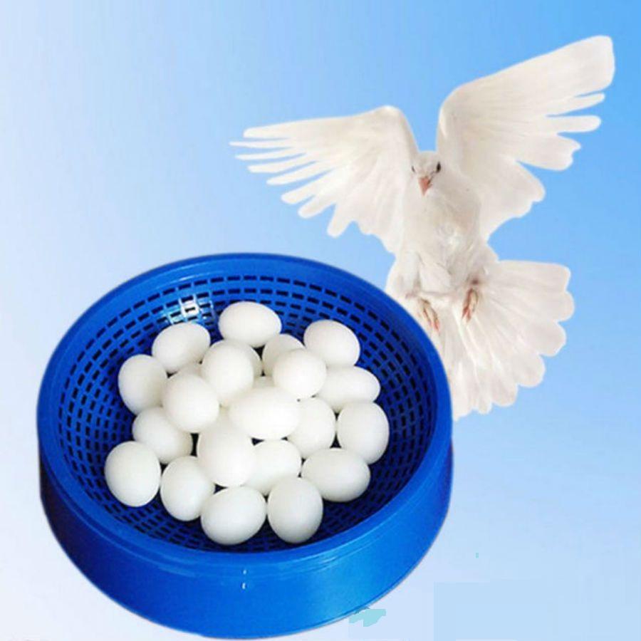 TRỨNG GIẢ CHO CHIM BỒ CÂU