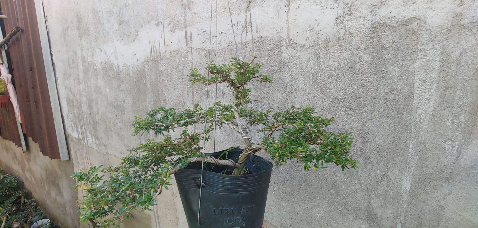Linh sam 86 HOA TÍM dáng BONSAI