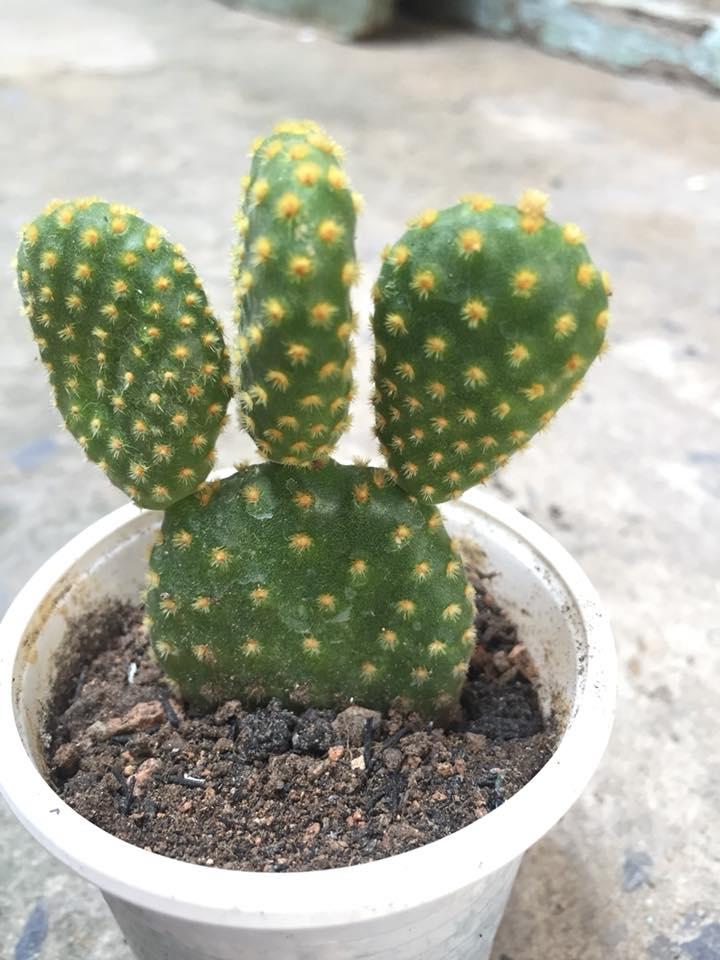 xương rồng tai thỏ ( không chậu )