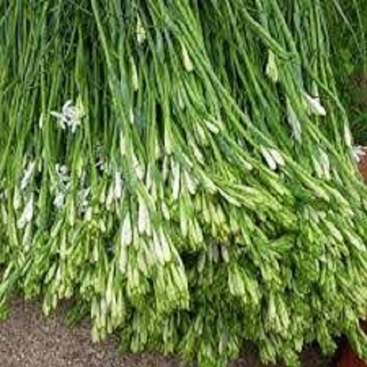 CỦ GIỐNG HOA HUỆ TA TRẮNG THƠM