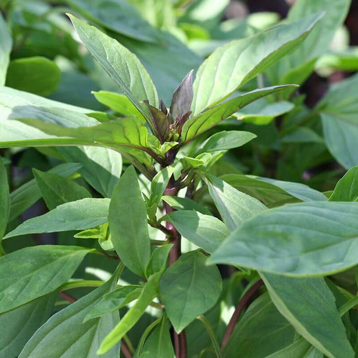 Hạt giống húng quế 5gr