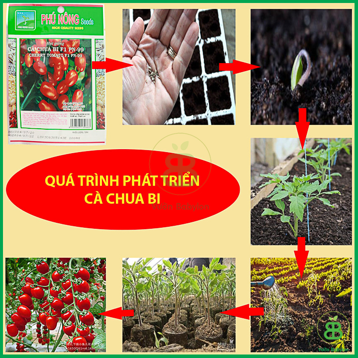 Hạt Giống Cà Chua Bi F1 Siêu Quả