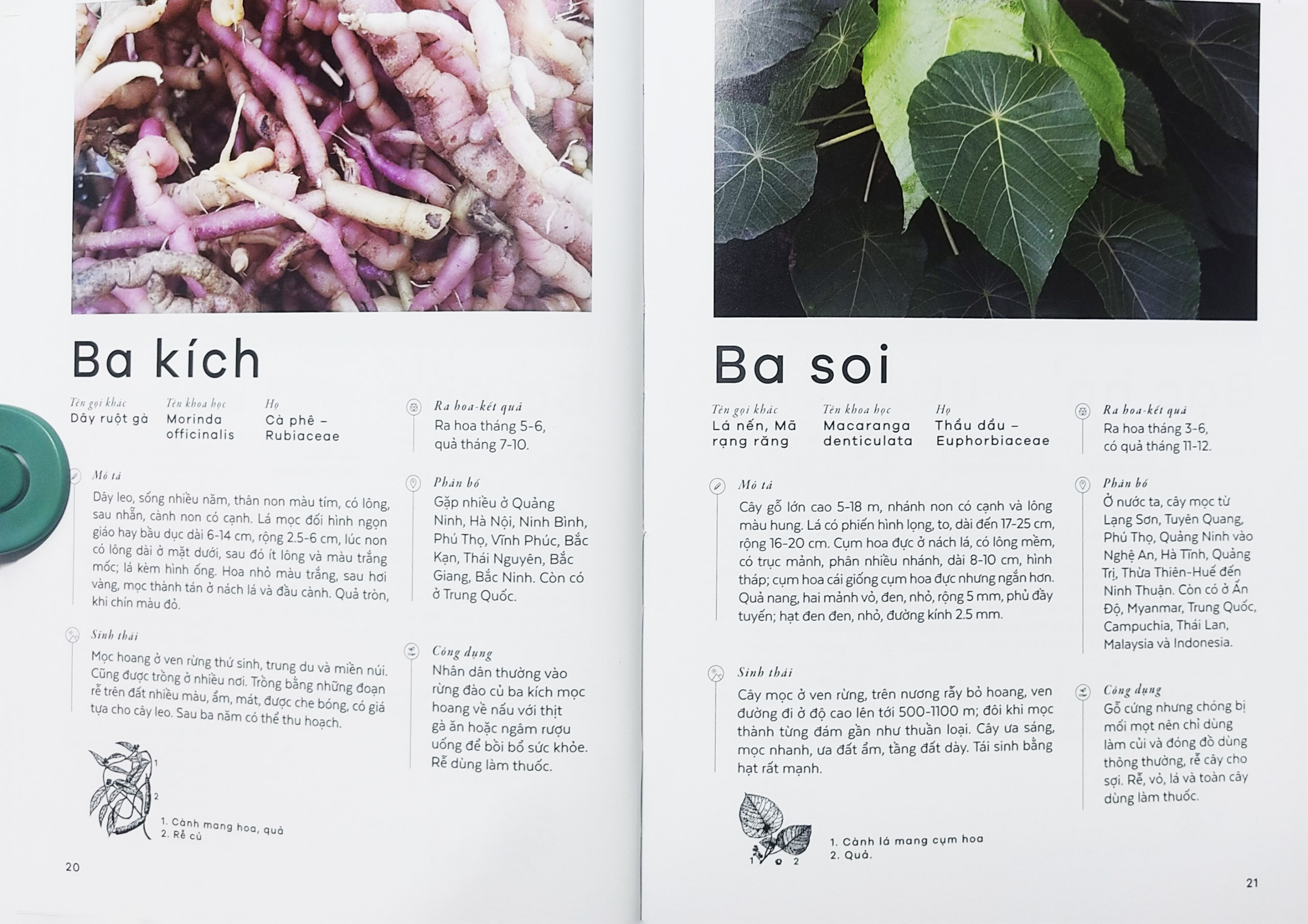 Sách - Các loài cây Việt Nam (Nhã Nam)